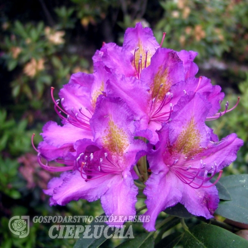 Libretto - Rhododendron Hybride - Libretto - Rhododendron hybridum