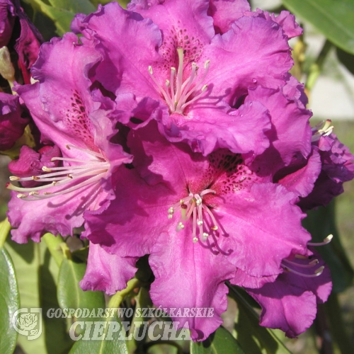 Lilofee - Рододендрон гибридный - Lilofee - Rhododendron hybridum