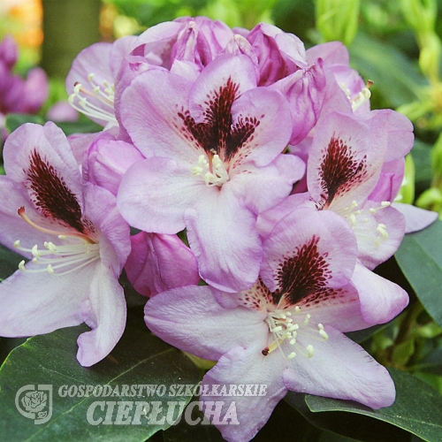 Lugano - Rhododendron hybrid - Lugano - Rhododendron hybridum