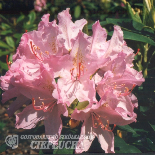 Lunik - Рододендрон гибридный - Lunik - Rhododendron hybridum