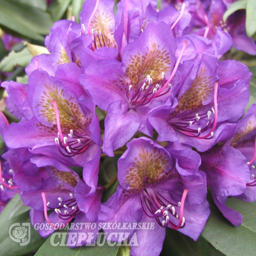 Monsieur Marcel Menard - Рододендрон гибридный - Monsieur Marcel Menard - Rhododendron hybridum