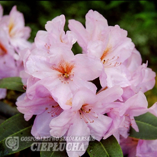Omega - Рододендрон гибридный - Omega - Rhododendron hybridum
