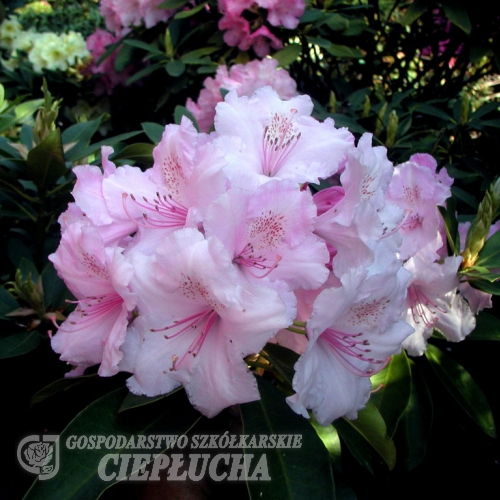 Pink Pearl griffithianum - Рододендрон гибридный - Pink Pearl griffithianum - Rhododendron hybridum