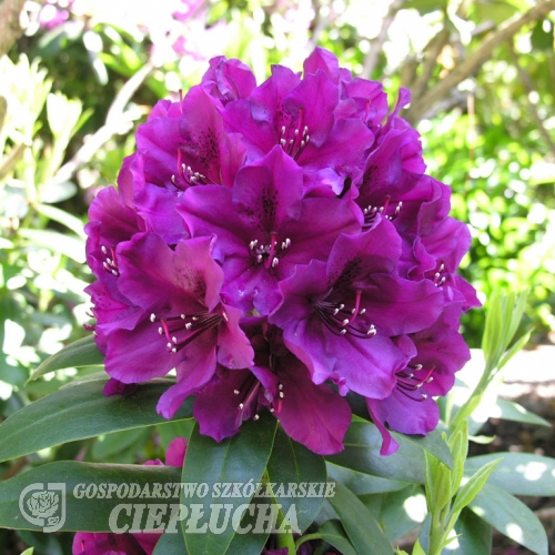 Polarnacht - Rhododendron Hybride - Polarnacht - Rhododendron hybridum