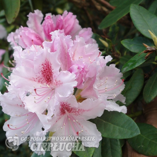 Progres - różanecznik wielkokwiatowy - Progres - Rhododendron hybridum