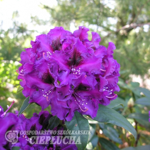 Purple Splendour - różanecznik wielkokwiatowy - Purple Splendour - Rhododendron hybridum