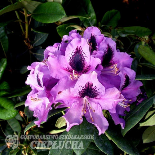 Rasputin - Rhododendron hybrid - Rasputin - Rhododendron hybridum