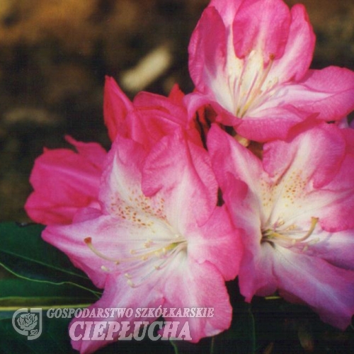 Resonanz - Рододендрон гибридный - Resonanz - Rhododendron hybridum