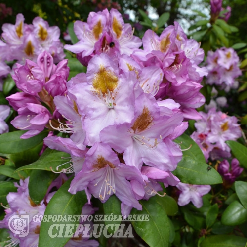 Ricarda - Рододендрон гибридный - Ricarda - Rhododendron hybridum