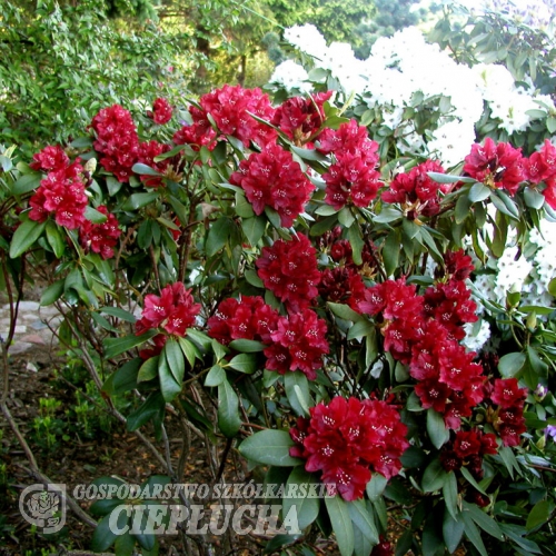 Sammetglut - Рододендрон гибридный - Sammetglut - Rhododendron hybridum