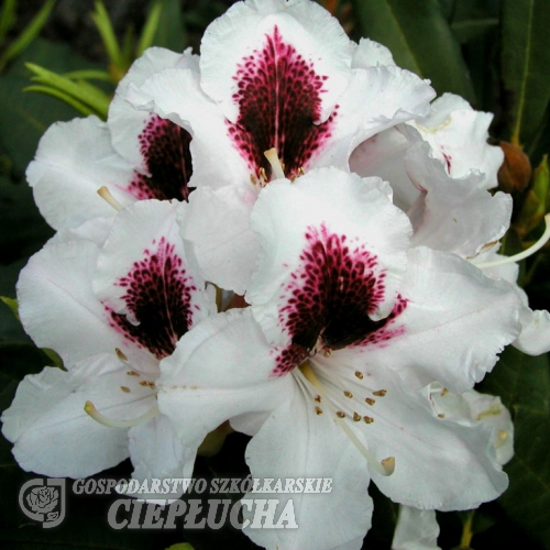 Sapporo - Рододендрон гибридный - Sapporo - Rhododendron hybridum