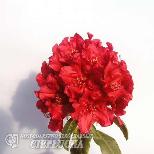 Torero - różanecznik wielkokwiatowy - Torero - Rhododendron hybridum