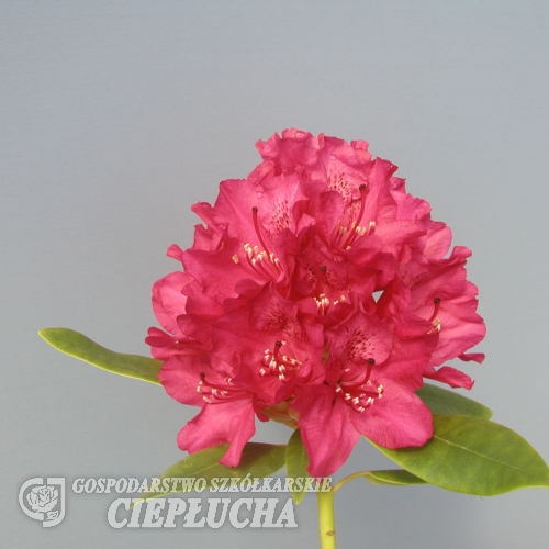 Van Weerden Poelman - Rhododendron Hybride - Van Weerden Poelman - Rhododendron hybridum