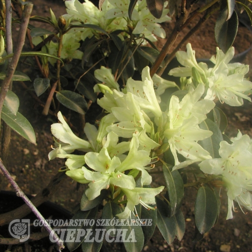 Rhododendron ambiguum - Rhododendron ambiguum