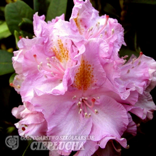 Von Oheimb Woislowitz - różanecznik wielkokwiatowy - Von Oheimb Woislowitz - Rhododendron hybridum