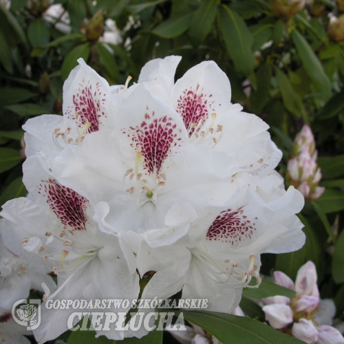 Schneebukett - Рододендрон гибридный - Schneebukett - Rhododendron hybridum