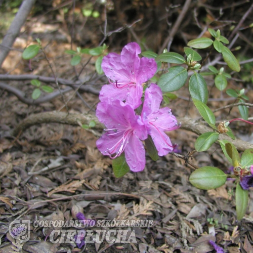 Różanecznik dahurski - Rhododendron dauricum