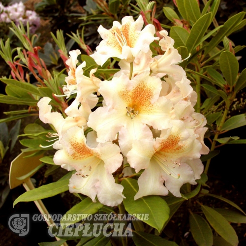 Bernstein - dichroanthum - Rhododendron hybrid - Bernstein - dichroanthum - Rhododendron hybridum