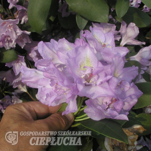 Fastuosum Flore Pleno - Рододендрон гибридный - Fastuosum Flore Pleno - Rhododendron hybridum