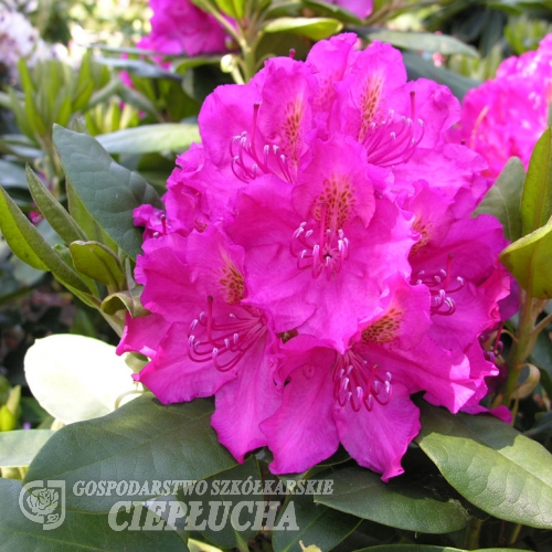 Pearce's American Beauty - Rhododendron hybrid - Pearce's American Beauty - Rhododendron hybridum