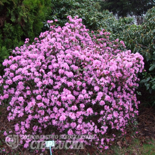 Praecox- dauricum - Рододендрон даурский - Praecox- dauricum - Rhododendron