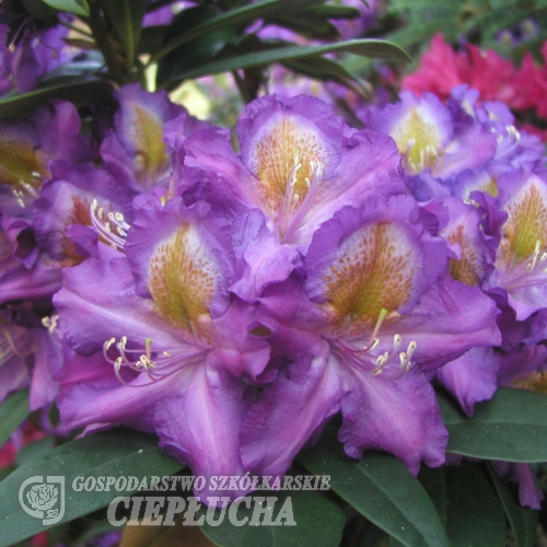 Tamarindos - ponticum - Różanecznik wielkokwiatowy - Tamarindos - ponticum - Rhododendron hybridum
