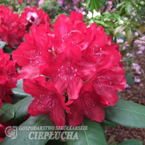 Cardinal - Рододендрон гибридный - Cardinal - Rhododendron hybridum