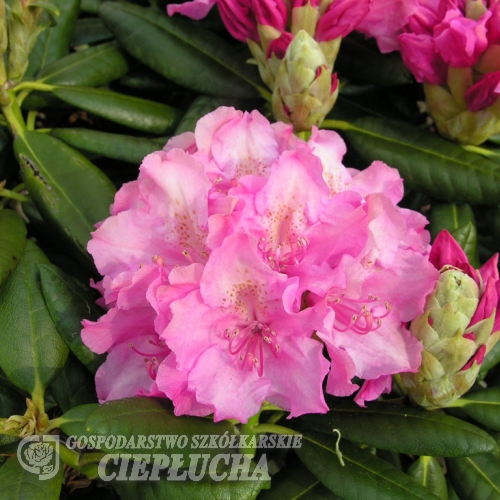 Haaga -  Rhododendron Hybride - Haaga - Rhododendron hybridum