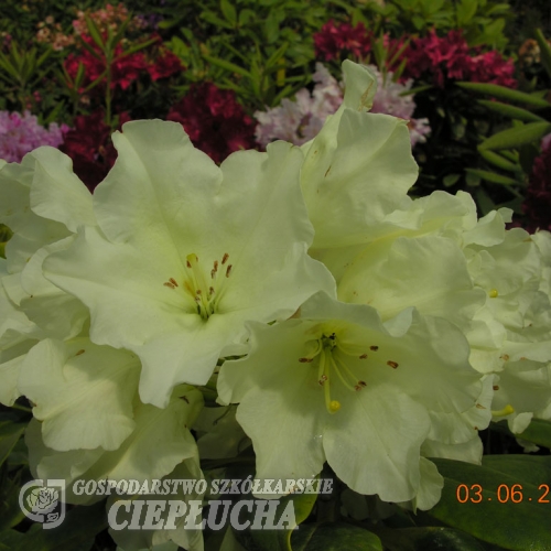 Hong Kong - Рододендрон гибридный - Hong Kong - Rhododendron hybridum