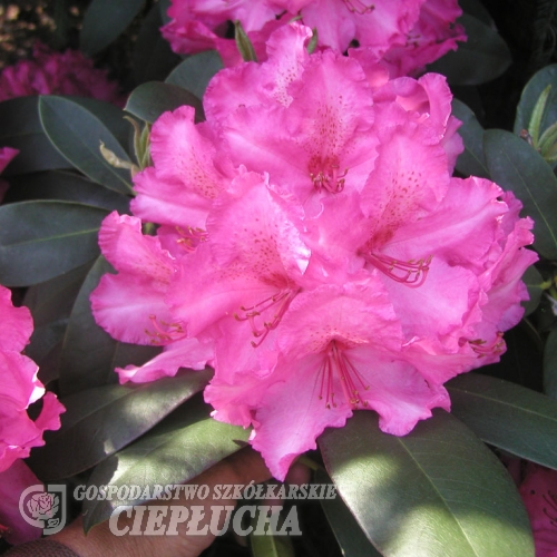Walküre - Рододендрон гибридный - Walküre - Rhododendron hybridum