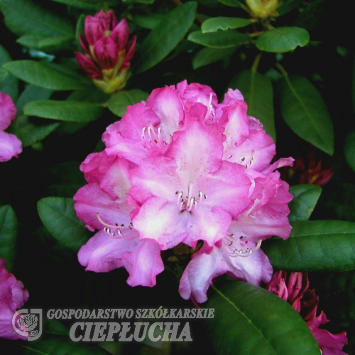 Blurettia - Różanecznik jakuszimański - Blurettia - Rhododendron yakushimanum