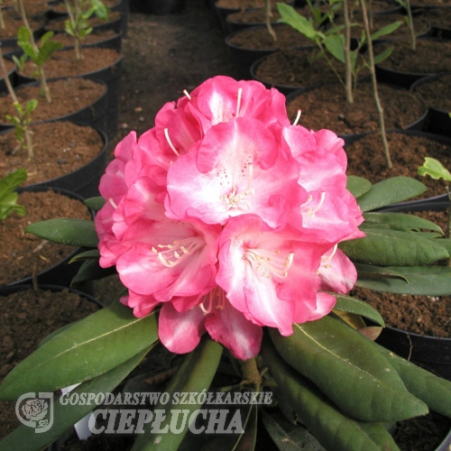 Daniela - różanecznik jakuszimański - Daniela - Rhododendron yakushimanum