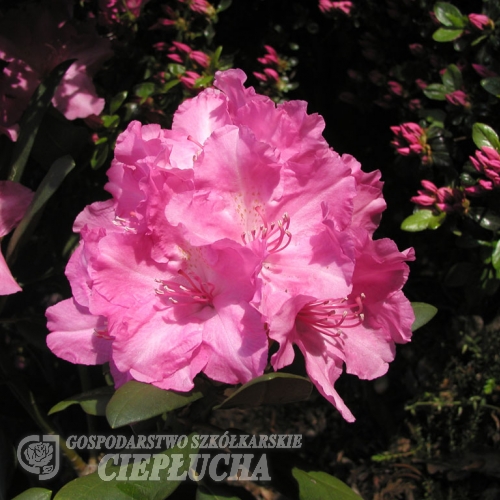 Lumina - Rhododendron yakushimanum - Lumina - Rhododendron yakushimanum