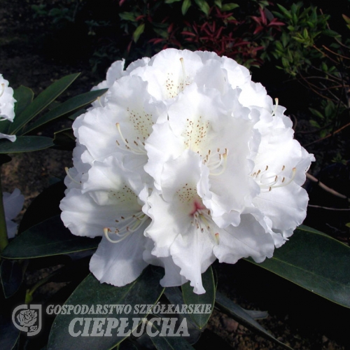 Schneekrone - Rhododendron yakushimanum - Schneekrone - Rhododendron yakushimanum