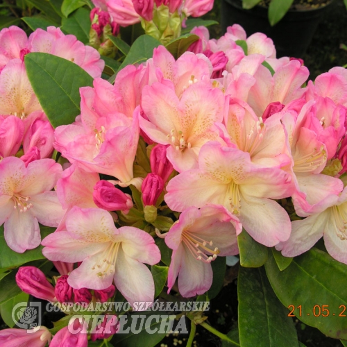 Percy Wiseman - różanecznik jakuszimański - Percy Wiseman - Rhododendron yakushimanum