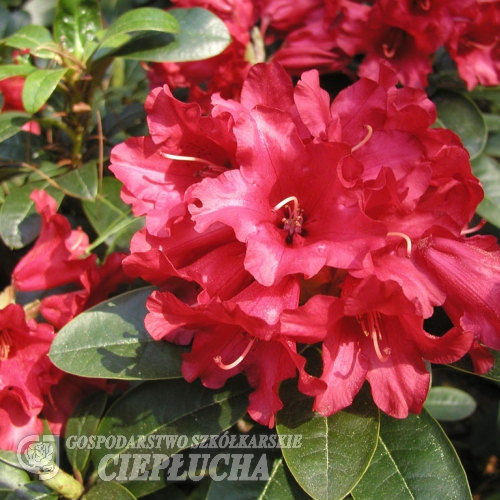 Bengal - różanecznik repens - Bengal - Rhododendron repens