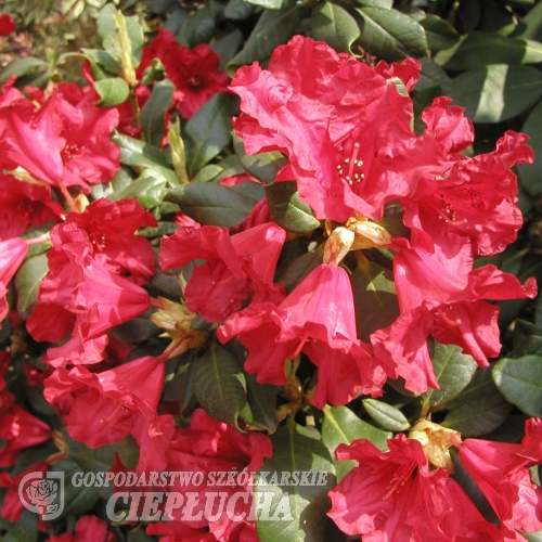 Scarlet Wonder - Różanecznik repens - Scarlet Wonder - Rhododendron repens