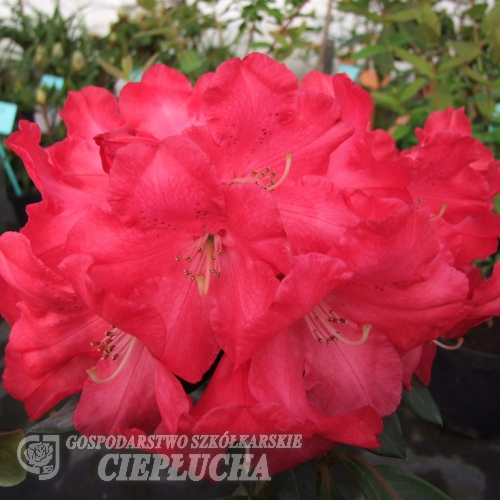Halfdan Lem - różanecznik wielkokwiatowy - Halfdan Lem - Rhododendron hybridum
