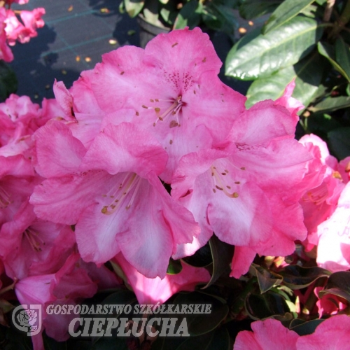 Gartendirektor Glocker - Rhododendron williamsianum - Gartendirektor Glocker - Rhododendron williamsianum