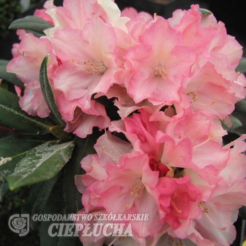 Loreley - różanecznik jakuszimański - Loreley - Rhododendron yakushimanum