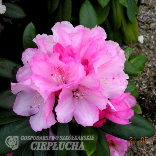 Schneewittchen - Rhododendron yakushimanum - Schneewittchen - Rhododendron yakushimanum