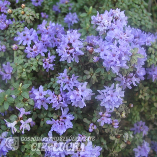 Rhododendron intricatum - Rhododendron intricatum