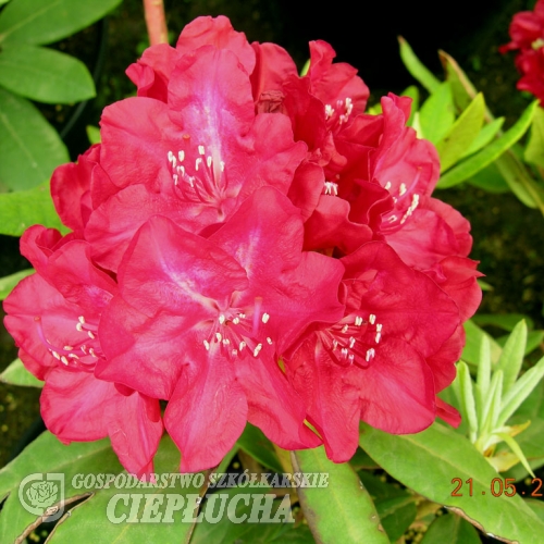 Mars - Rhododendron Hybride - Mars - Rhododendron hybridum