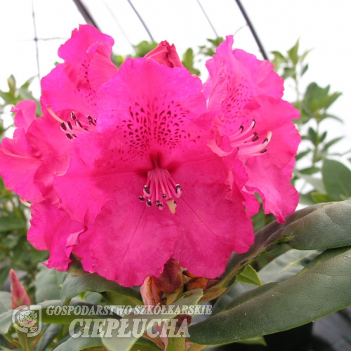 Andantino - Rhododendron hybrid - Andantino - Rhododendron hybridum