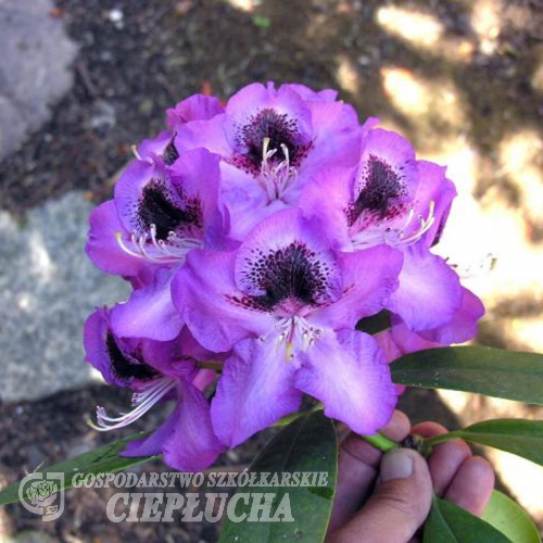 Bariton - Rhododendron hybrid - Bariton - Rhododendron hybridum