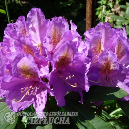 Blutopia - różanecznik wielkokwiatowy - Blutopia - Rhododendron hybridum
