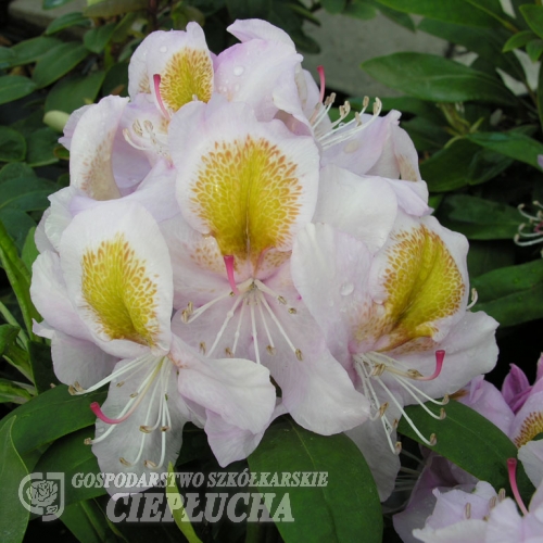 Mrs Anthony Waterer - Рододендрон гибридный - Mrs Anthony Waterer - Rhododendron hybridum
