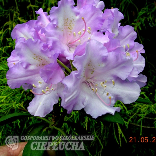 Caroline Allbrook - Różanecznik jakuszimański - Caroline Allbrook - Rhododendron yakushimanum