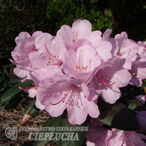 Winterpurpur - Рододендрон гибридный - Winterpurpur - Rhododendron hybridum