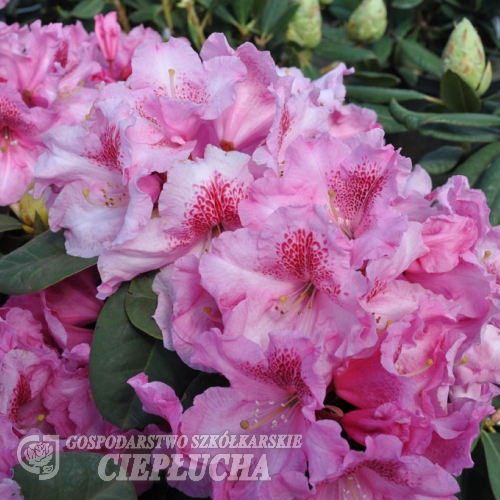 Claudius - różanecznik Williamsa - Claudius - Rhododendron hybridum